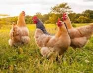 Internet Chicken