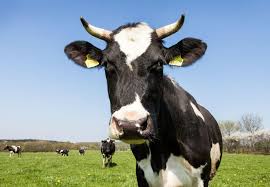 Internet Cow