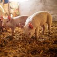 Internet Pig