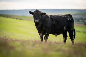Internet Steer
